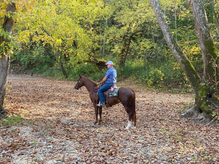 American Quarter Horse Ruin 5 Jaar Donkere-vos in Bolivar MO