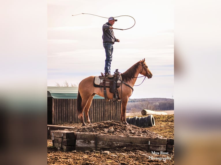 American Quarter Horse Ruin 5 Jaar Falbe in Warsaw NY