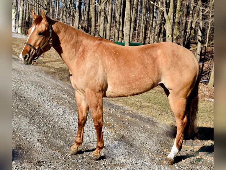 American Quarter Horse Ruin 5 Jaar Falbe in Warsaw NY