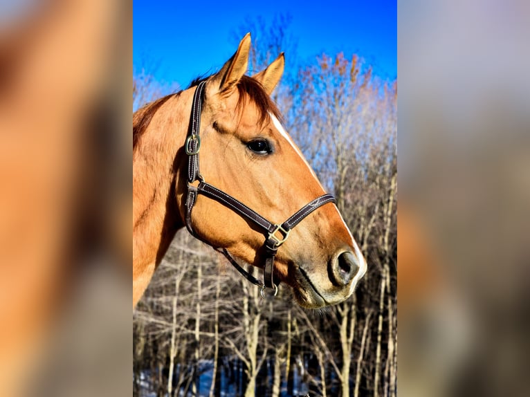 American Quarter Horse Ruin 5 Jaar Falbe in Warsaw NY