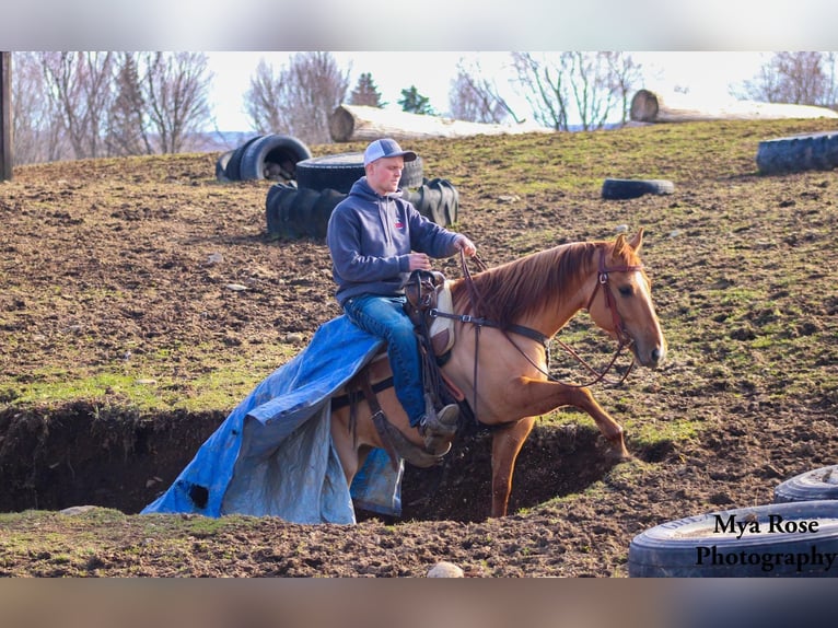 American Quarter Horse Ruin 5 Jaar Falbe in Warsaw NY