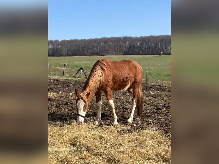 American Quarter Horse Mix Ruin 5 Jaar Gevlekt-paard in FernaKaltohnfeld