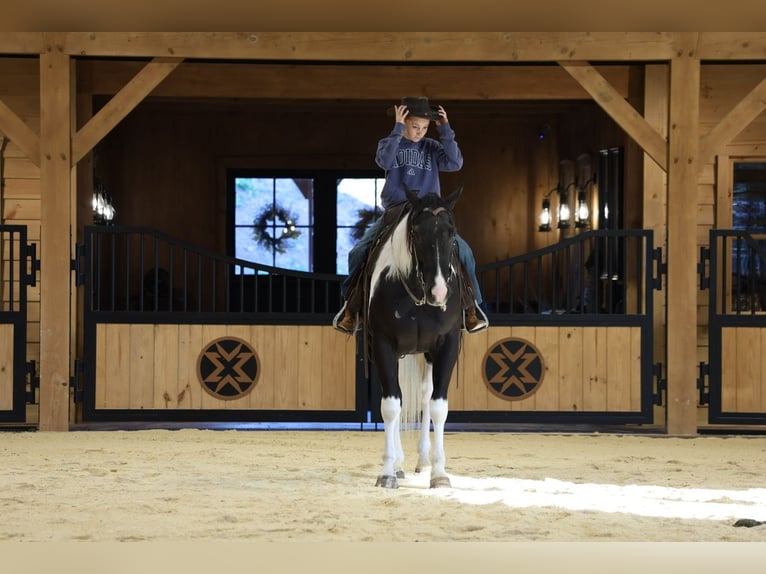 American Quarter Horse Ruin 5 Jaar Gevlekt-paard in Needmore