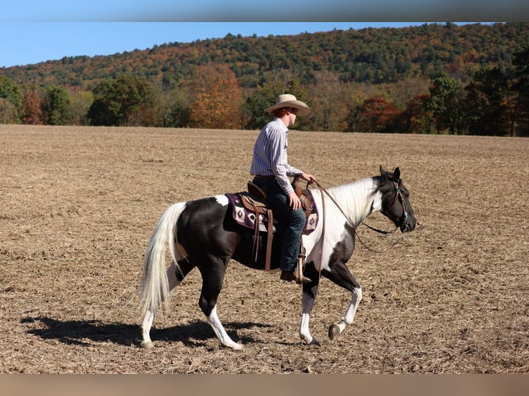 American Quarter Horse Ruin 5 Jaar Gevlekt-paard in Needmore