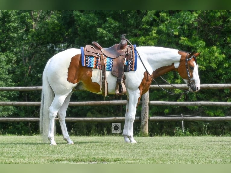 American Quarter Horse Ruin 5 Jaar Gevlekt-paard in Sedalia, MO