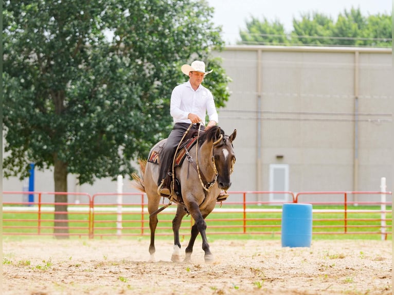 American Quarter Horse Ruin 5 Jaar Grullo in Independence
