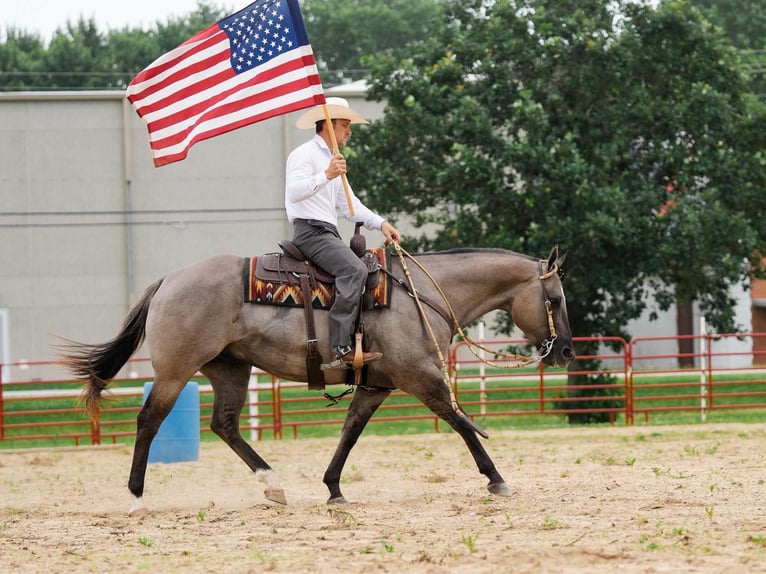 American Quarter Horse Ruin 5 Jaar Grullo in Independence