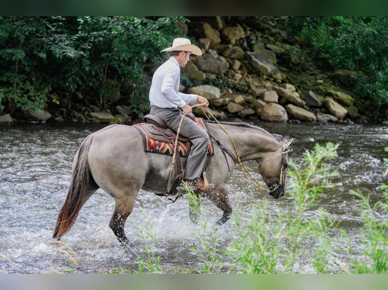 American Quarter Horse Ruin 5 Jaar Grullo in Independence