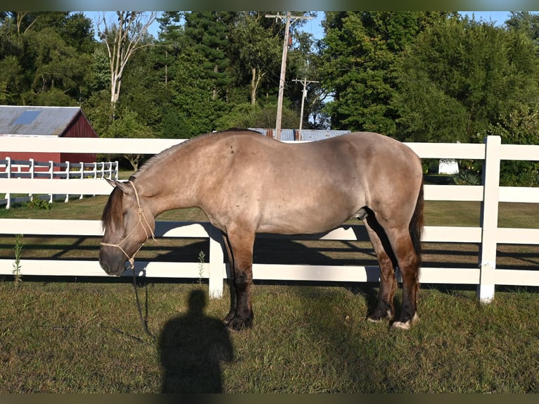 American Quarter Horse Ruin 5 Jaar Grullo in Shipshewanan IN