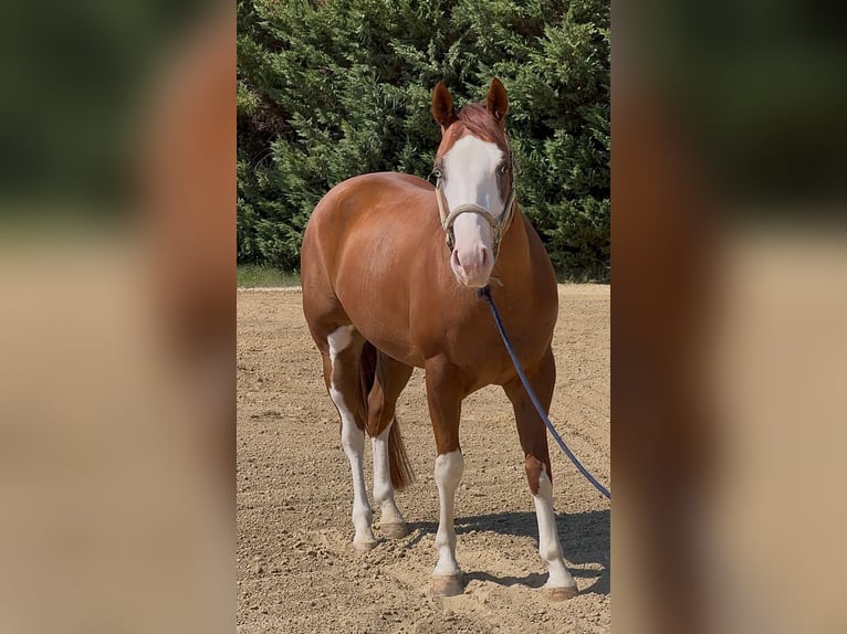 American Quarter Horse Ruin 5 Jaar Overo-alle-kleuren in Capocolle