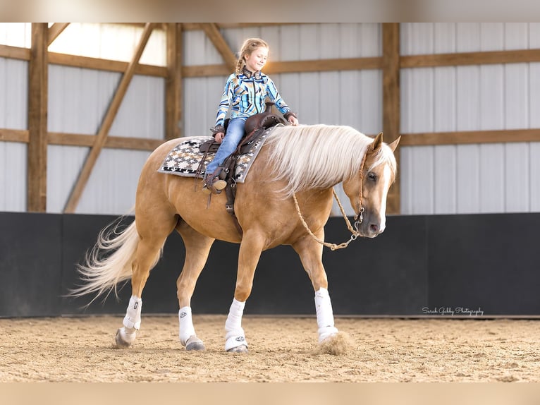 American Quarter Horse Ruin 5 Jaar Palomino in Oelwein