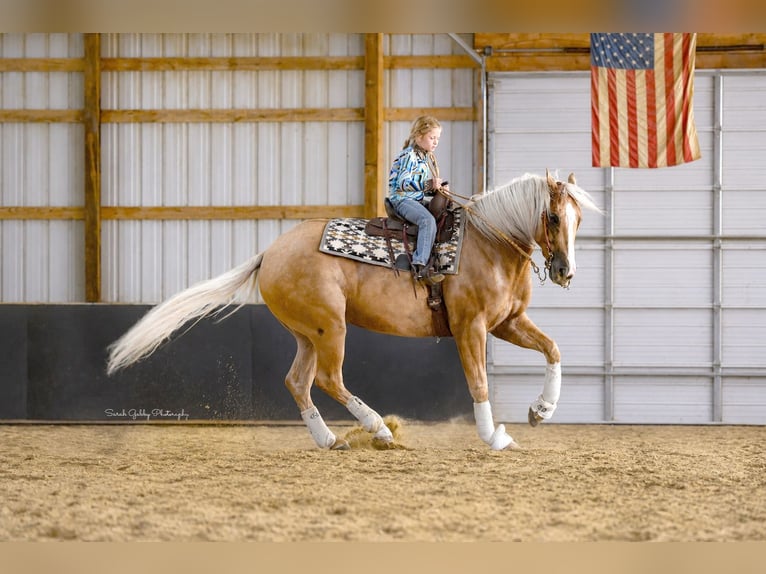 American Quarter Horse Ruin 5 Jaar Palomino in Oelwein