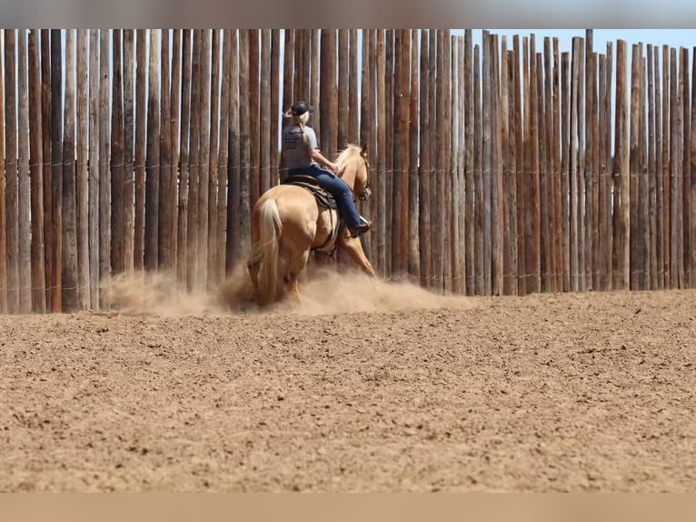 American Quarter Horse Ruin 5 Jaar Palomino in Joshua, TX