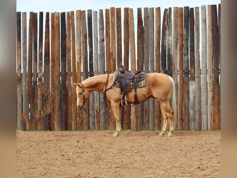 American Quarter Horse Ruin 5 Jaar Palomino in Joshua, TX