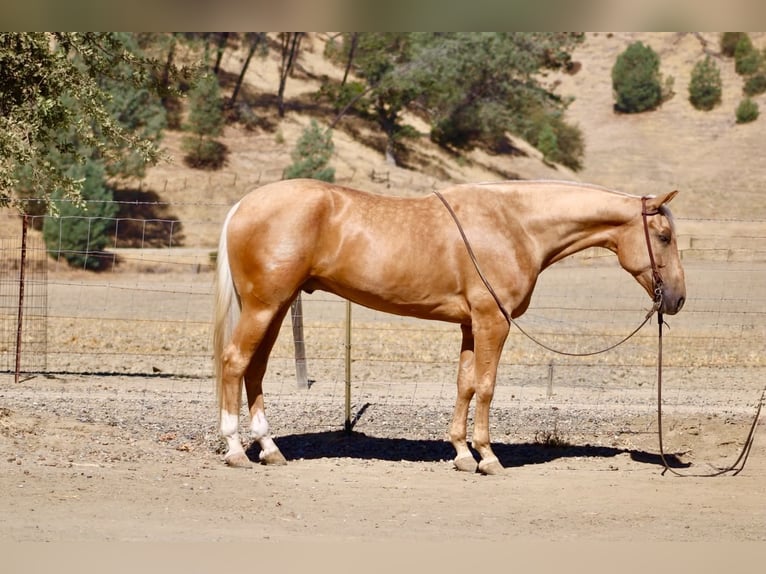 American Quarter Horse Ruin 5 Jaar Palomino in Tres Pinos