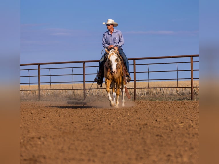 American Quarter Horse Ruin 5 Jaar Palomino in Amarillo