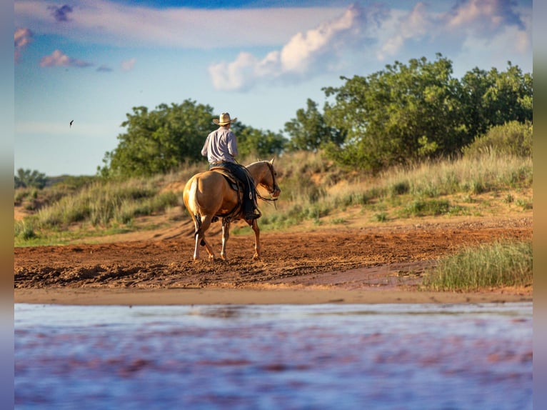 American Quarter Horse Ruin 5 Jaar Palomino in Amarillo