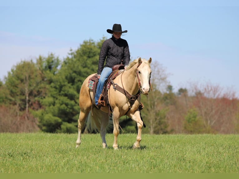 American Quarter Horse Ruin 5 Jaar Palomino in Clarion