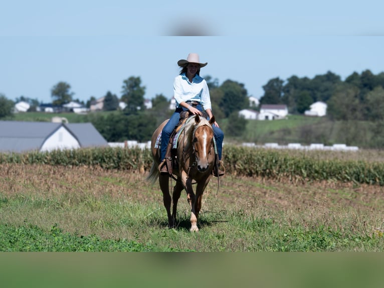 American Quarter Horse Ruin 5 Jaar Palomino in Fredericksburg