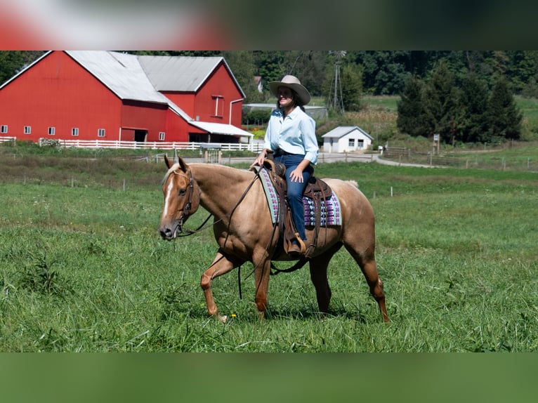 American Quarter Horse Ruin 5 Jaar Palomino in Fredericksburg
