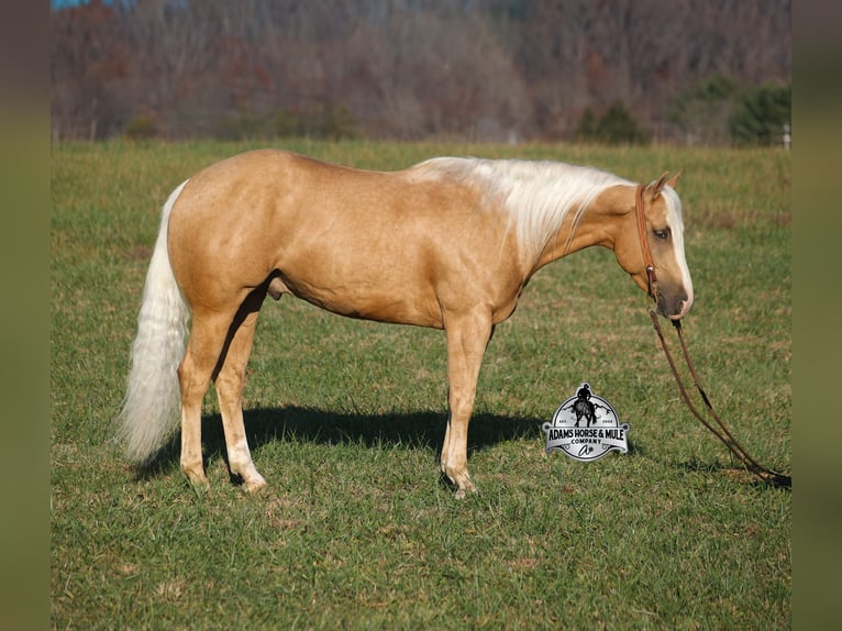 American Quarter Horse Ruin 5 Jaar Palomino in Mount Vernon