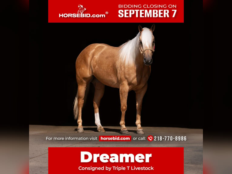 American Quarter Horse Ruin 5 Jaar Palomino in Nevis