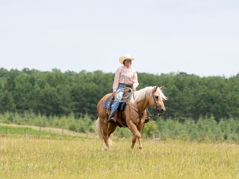 American Quarter Horse Ruin 5 Jaar Palomino in Nevis