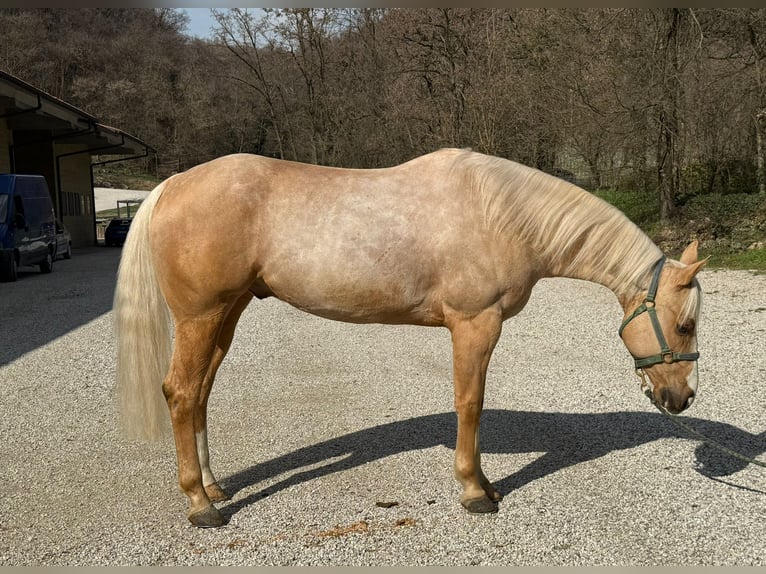 American Quarter Horse Ruin 5 Jaar Palomino in Padova