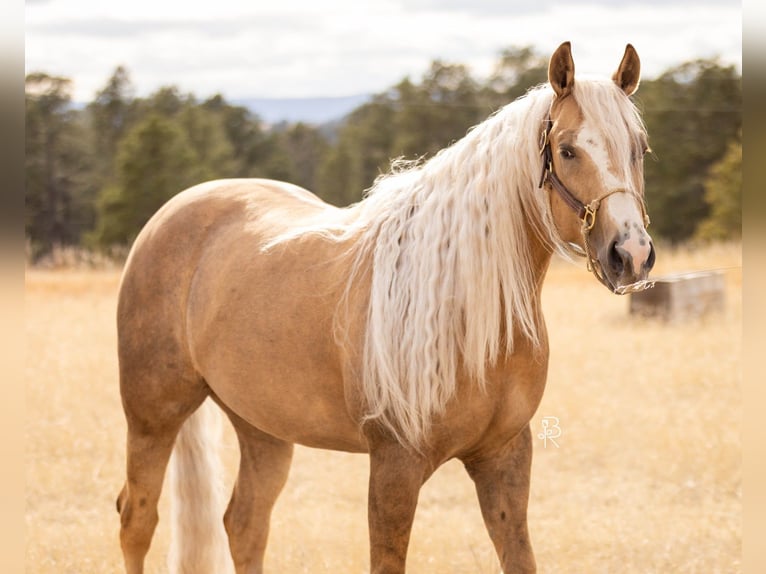American Quarter Horse Ruin 5 Jaar Palomino in Elbert