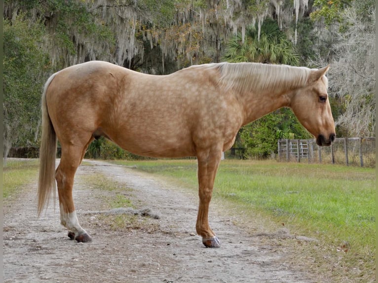 American Quarter Horse Ruin 5 Jaar Palomino in Lisbon