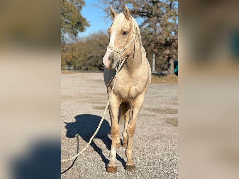 American Quarter Horse Ruin 5 Jaar Palomino in Jacksboro TX