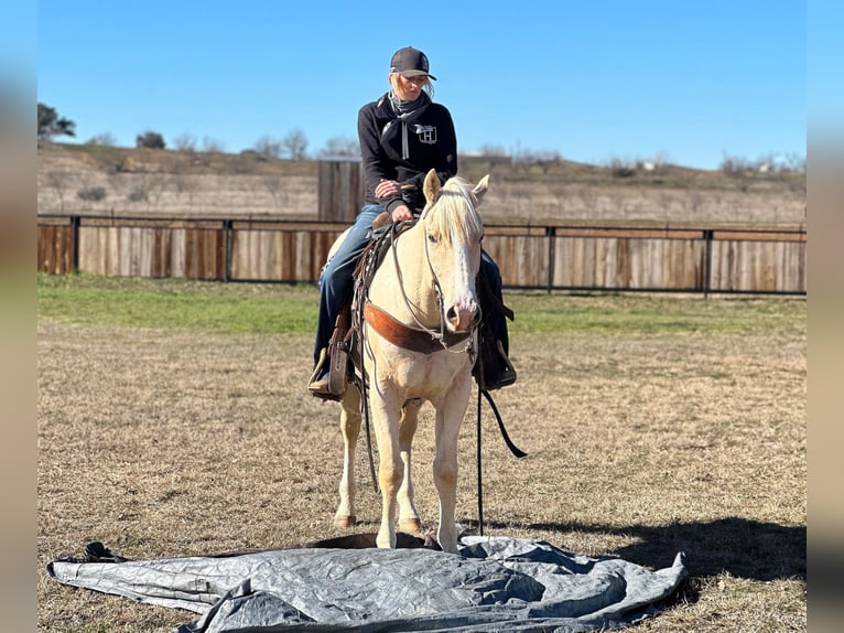 American Quarter Horse Ruin 5 Jaar Palomino in Jacksboro TX