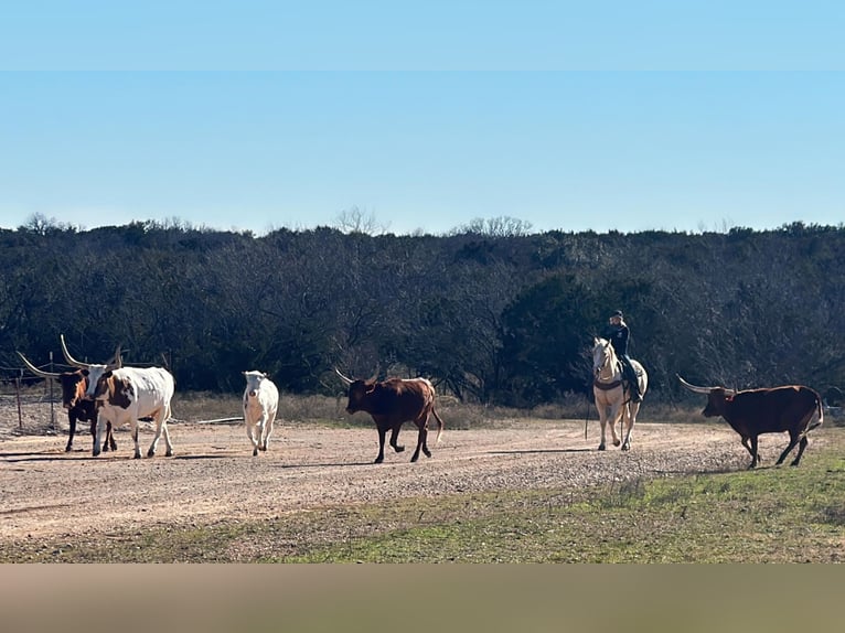 American Quarter Horse Ruin 5 Jaar Palomino in Jacksboro TX