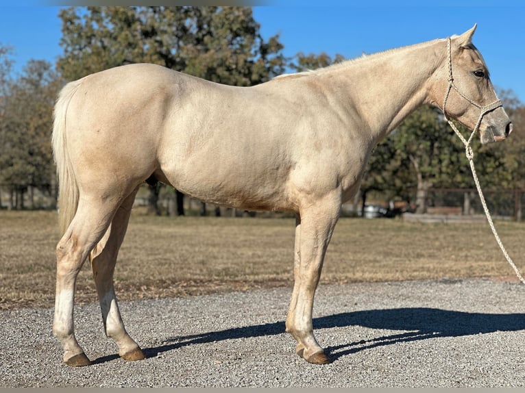 American Quarter Horse Ruin 5 Jaar Palomino in Jacksboro TX