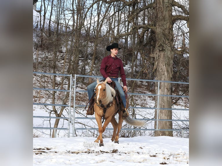 American Quarter Horse Ruin 5 Jaar Palomino in Millersburg