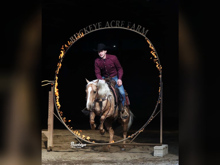 American Quarter Horse Ruin 5 Jaar Palomino in Millersburg