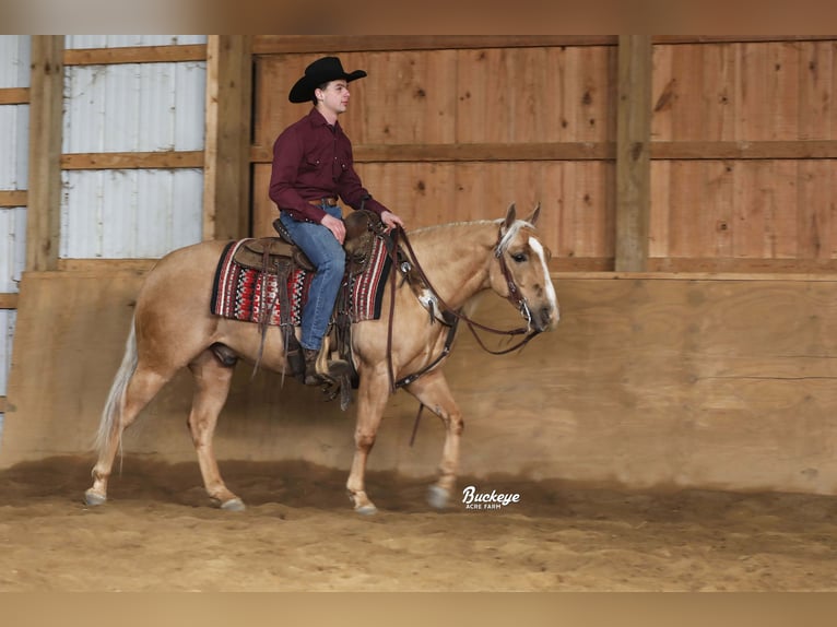 American Quarter Horse Ruin 5 Jaar Palomino in Millersburg