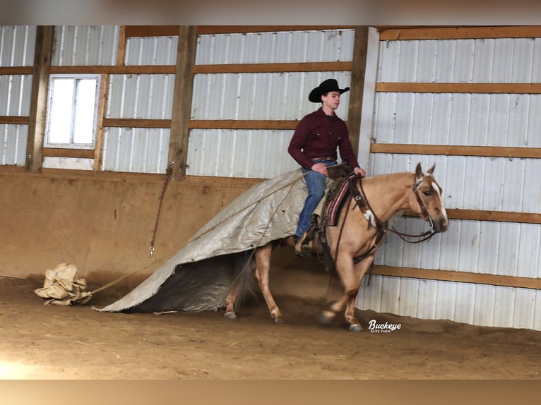 American Quarter Horse Ruin 5 Jaar Palomino in Millersburg