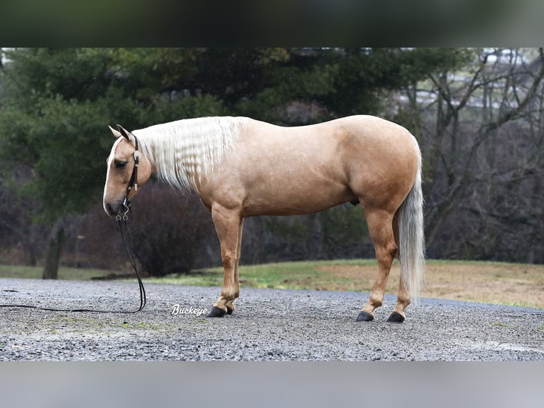 American Quarter Horse Ruin 5 Jaar Palomino in Millersburg