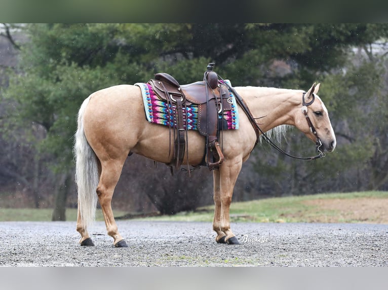 American Quarter Horse Ruin 5 Jaar Palomino in Millersburg