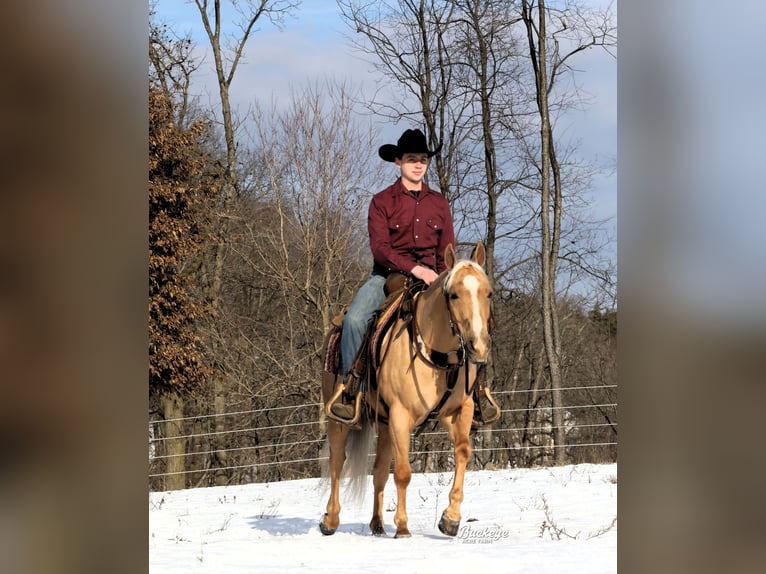 American Quarter Horse Ruin 5 Jaar Palomino in Millersburg