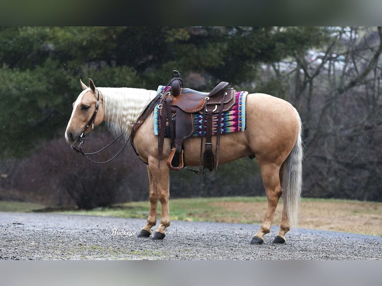 American Quarter Horse Ruin 5 Jaar Palomino in Millersburg