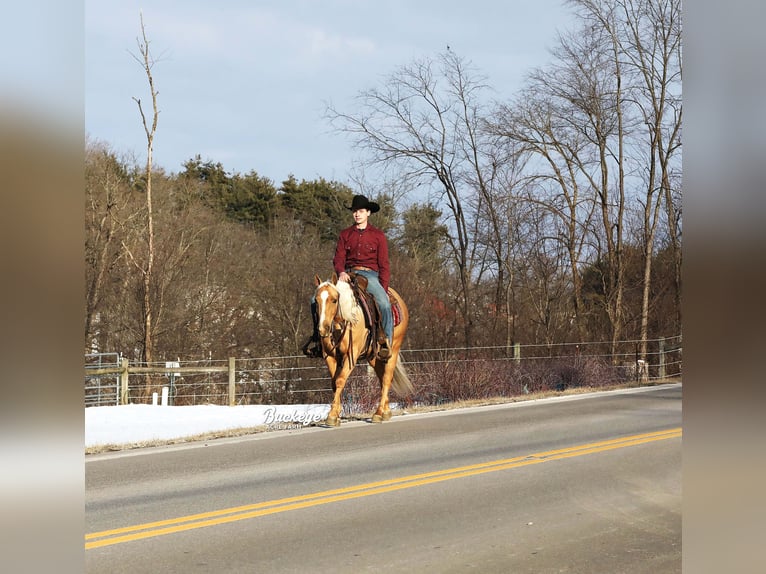 American Quarter Horse Ruin 5 Jaar Palomino in Millersburg