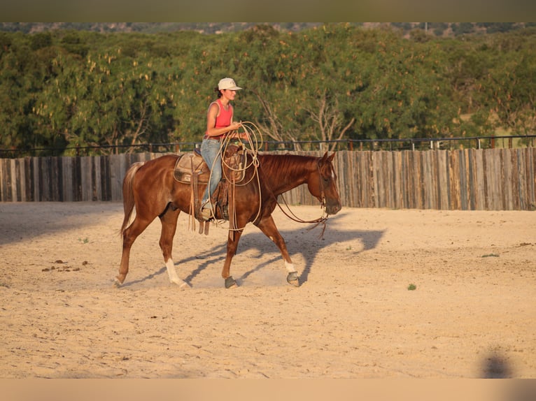 American Quarter Horse Ruin 5 Jaar Rabicano in Killeen