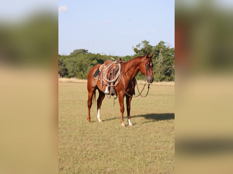 American Quarter Horse Ruin 5 Jaar Rabicano in Killeen