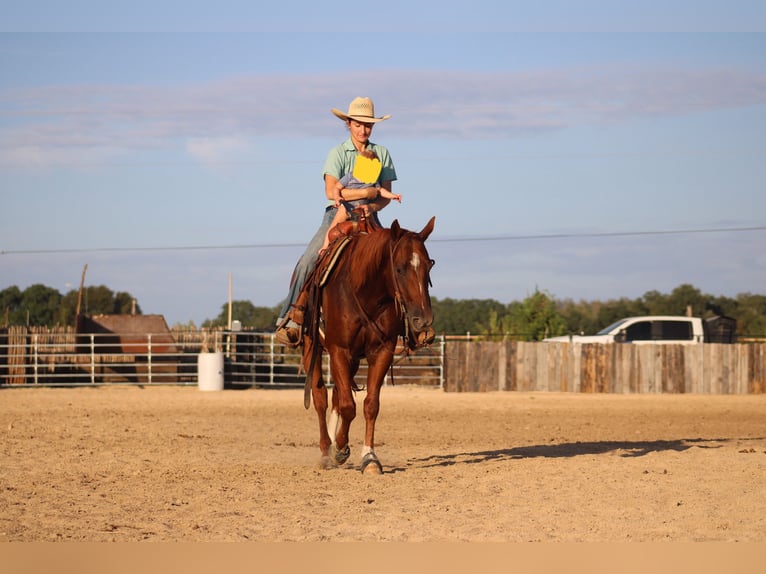 American Quarter Horse Ruin 5 Jaar Rabicano in Killeen