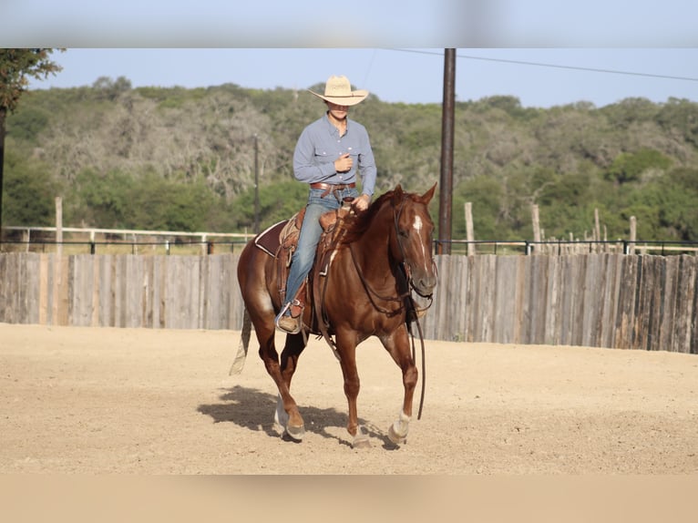 American Quarter Horse Ruin 5 Jaar Rabicano in Killeen