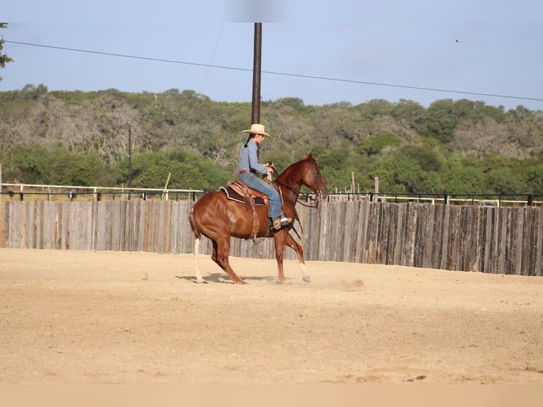 American Quarter Horse Ruin 5 Jaar Rabicano in Killeen