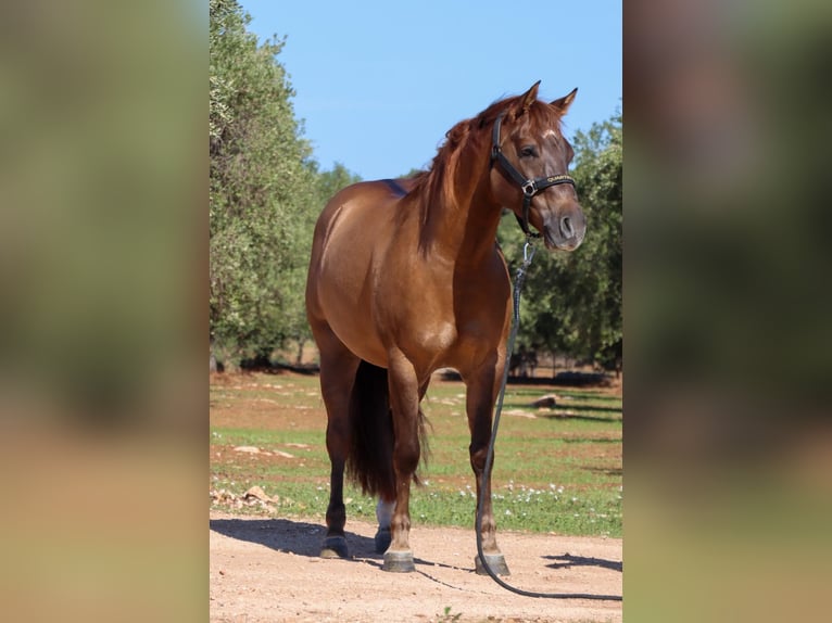 American Quarter Horse Ruin 5 Jaar Red Dun in Ostuni