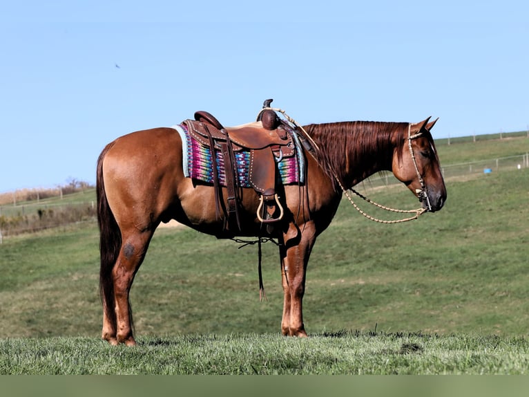 American Quarter Horse Ruin 5 Jaar Red Dun in Millersburg